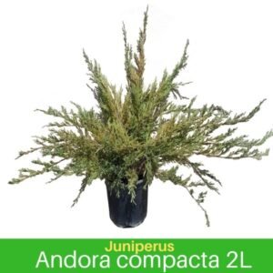 Juniperus Andora Compacta 2L