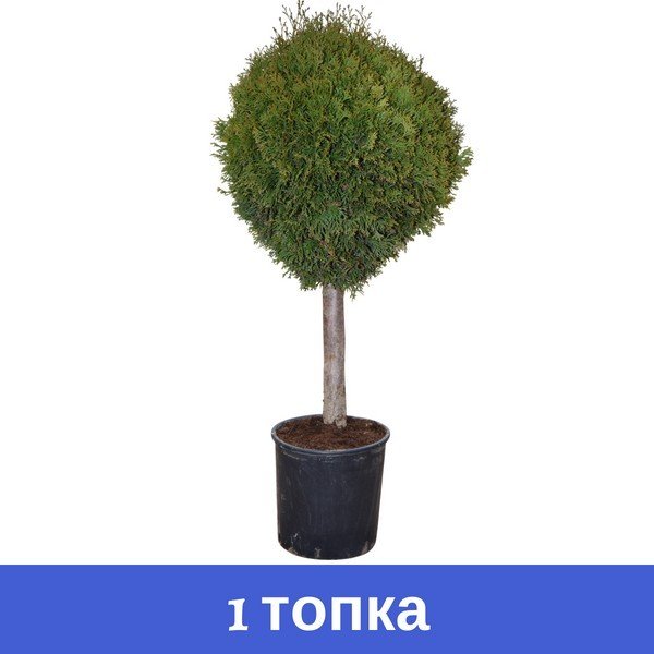 Thuja-smaragd-1-topka