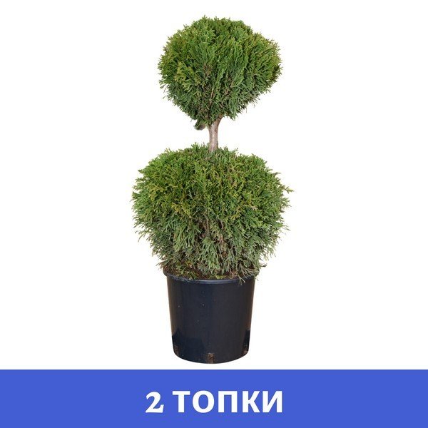 Thuja-smaragd-2-topki