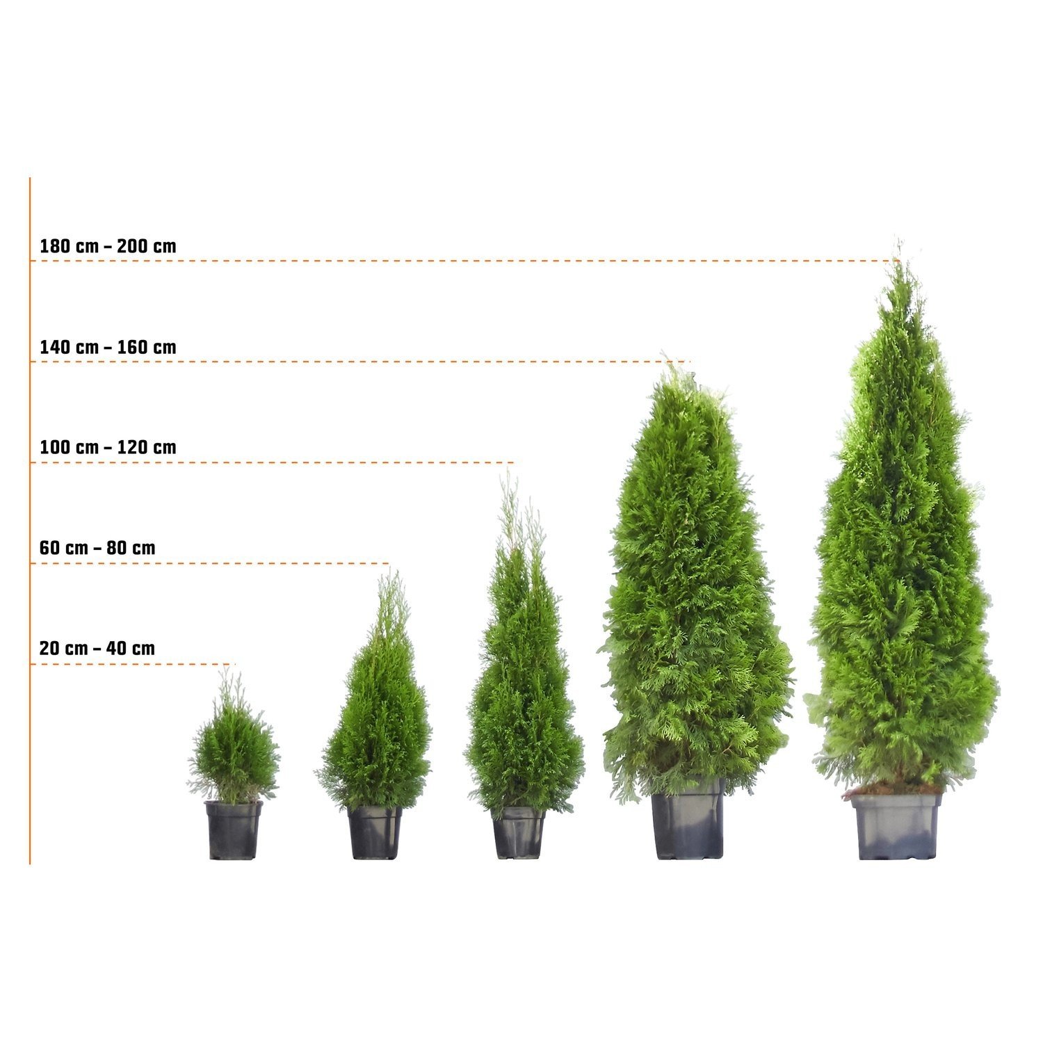 Thuja-smaragd-Golemini