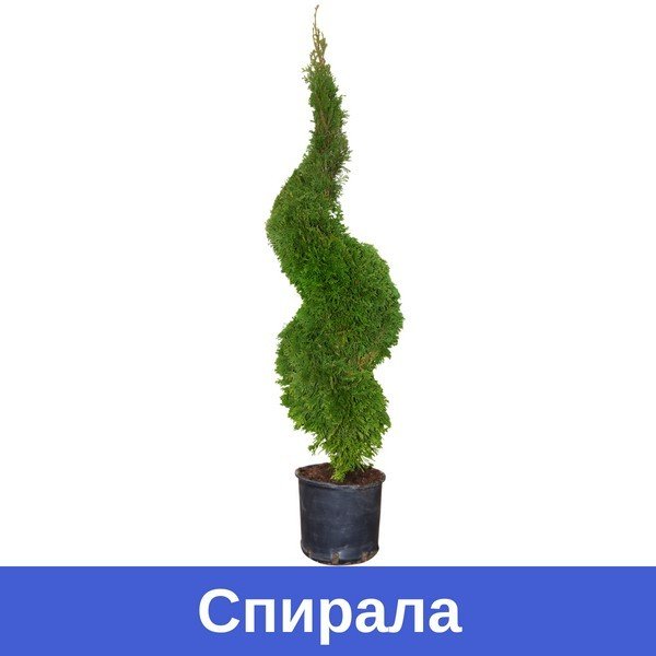 Thuja-smaragd-Spirala