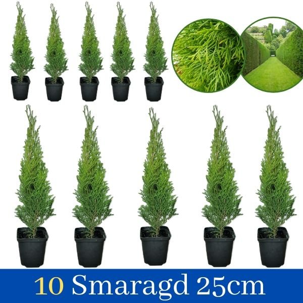 Tuja-Smaragd-30cm-10-komada